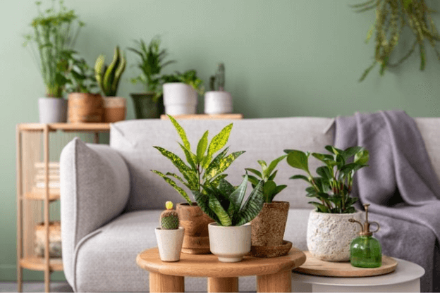 Photo of a living room decorated with a variety of houseplants to illustrate bringing the outdoors inside trend