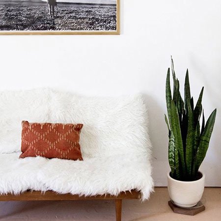 A Beginner’s Guide to Decorating with Plant Life