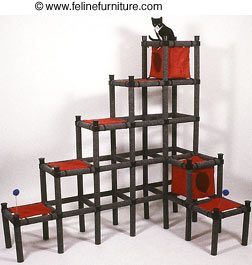 modular cat activity